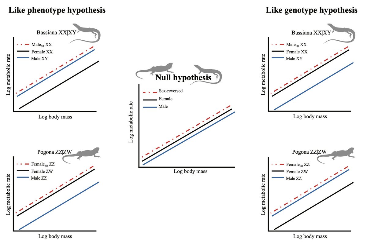 She is officially out there! 'Metabolic consequences of sex-reversal in two lizard species: a test of the like genotype and like phenotype hypotheses' 1/n🧵