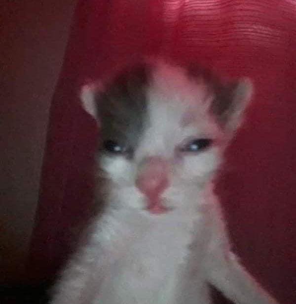 Wait how do i have a twitter I'm just an object-