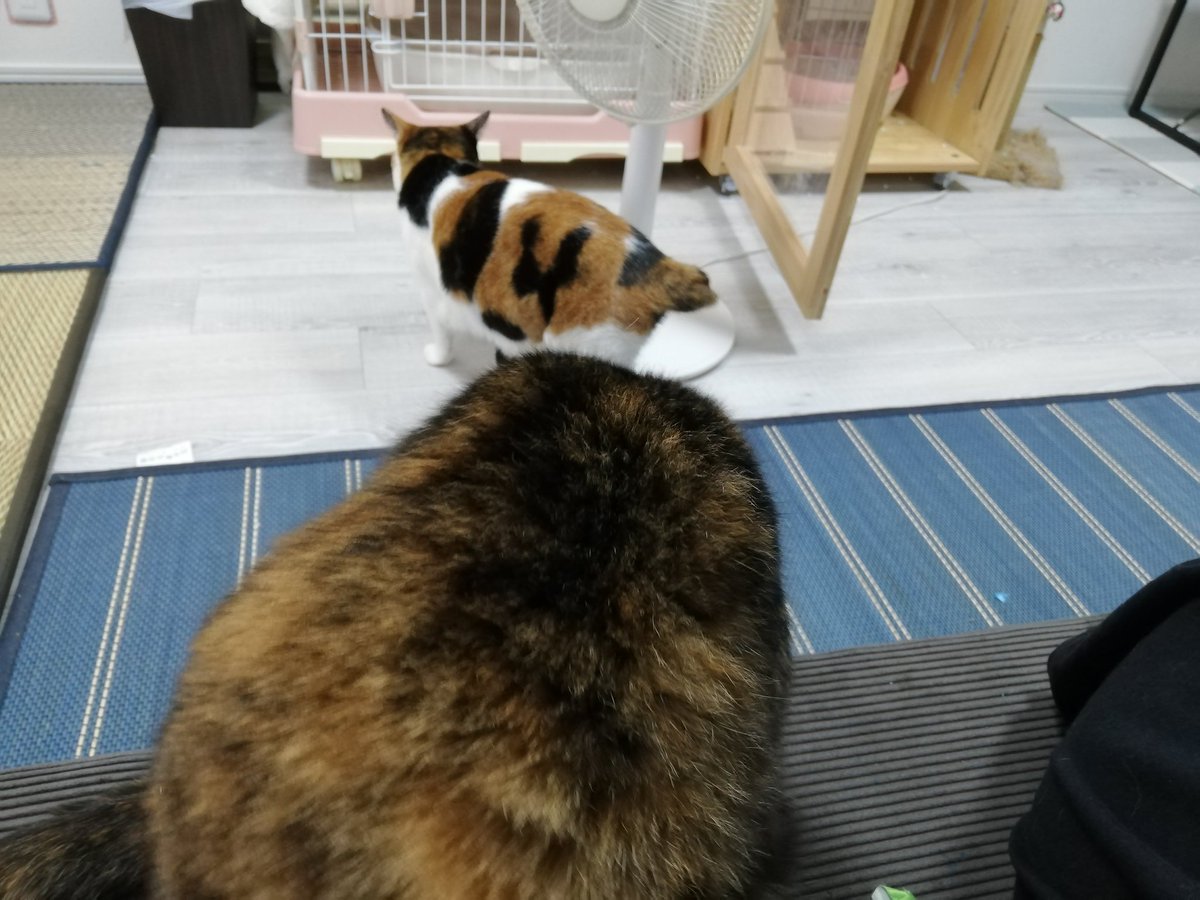 猫が家にいるの最高 https://t.co/R28CUuvAbg