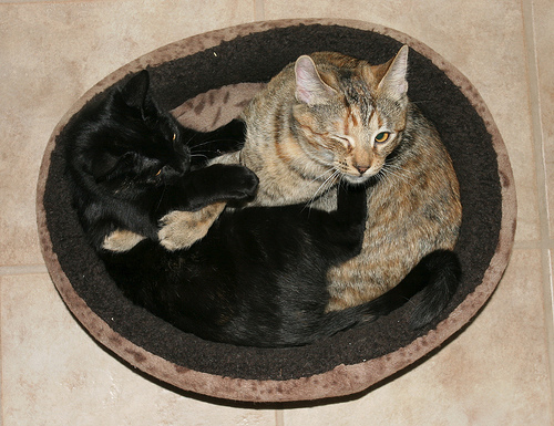 Cat Photo Every Hour (@catphotobot) on Twitter photo 