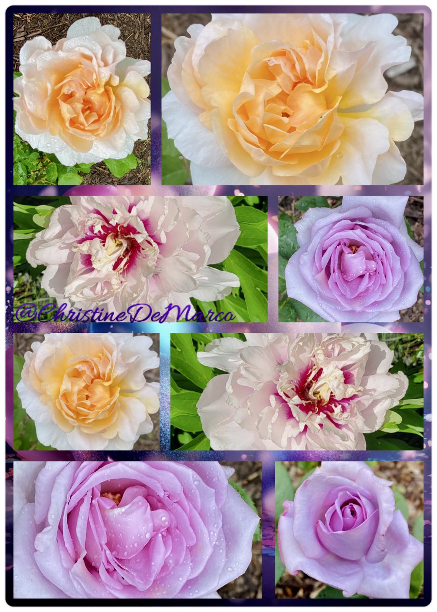 Happy Wednesday & #RoseWednesday to everyone. I’ve chosen to share #Roses Lady #Gardener by D.Austin, Blue Girl, sitting pink & pretty with new #Peony Candy Stripe, not too sure that it is 🤷🏻‍♀️ #Flowers  
#Gardening  #GardensOfTwitter #TwitterGardening and #GardeningLife
