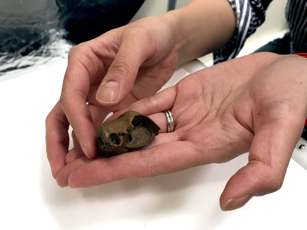 CotswoldArch's tweet photo. 1/3 Time for some #ChickenChat... Li’s been photographing this little skull from our #Bristol site. It's been ID’d as a crested chicken and is definitely an unusual find, not just because the skulls are delicate, but because this little guy is #medieval... #Archaeology https://t.co/kqfCXrKxFb