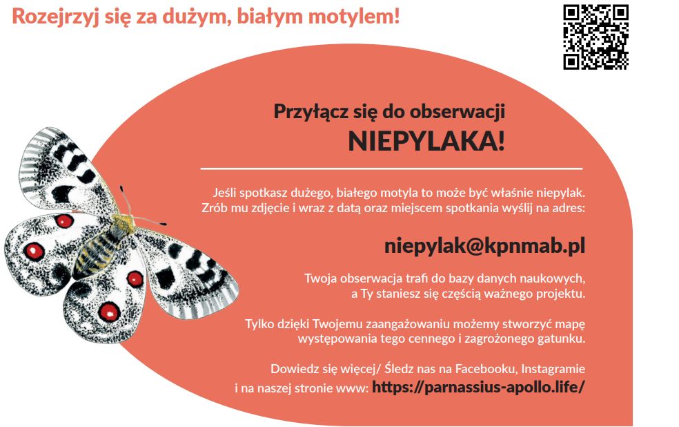 Karkonoski_PN's tweet photo. #GdzieJestDużyBiałyMotyl #followapollo #Sudety #Karkonosze #CitizenScience
Jeśli widziałeś dużego białego MOTYLA koniecznie daj nam o tym znać. To może być niepylak apollo.
Zdjęcie motyla z datą i miejscem spotkania wyślij na: niepylak@kpnmab.pl Dziękujemy za zaangażowanie! https://t.co/DG9zYiMmMQ