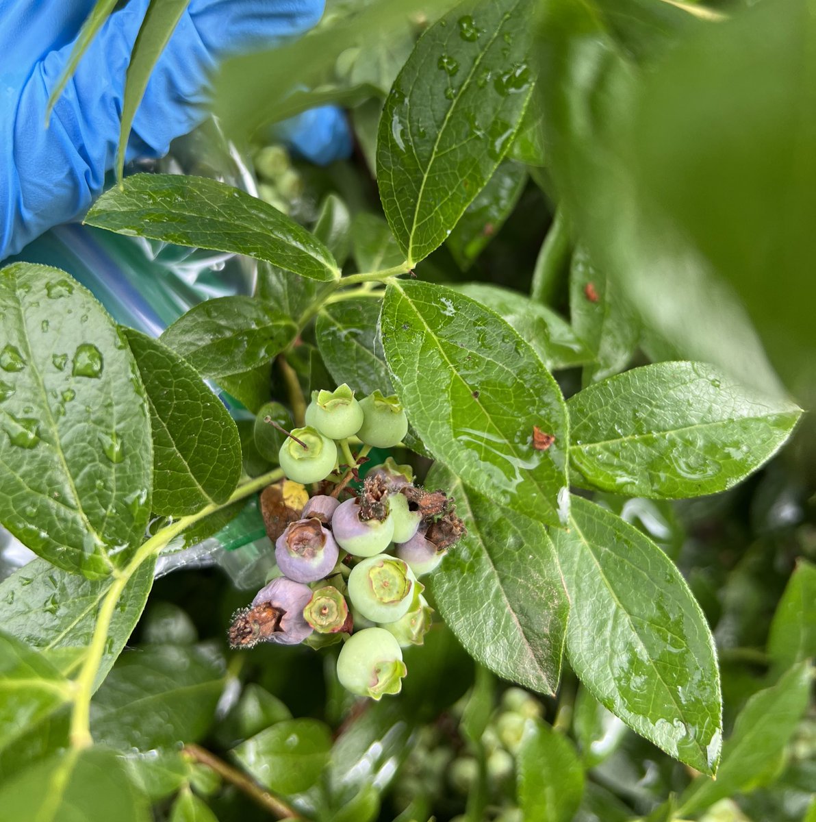 roshanibaral1's tweet photo. How bad botrytis could be??
#botrytis #phytopathology #sampling #blueberries #berries #wsu #nwrec #BPPLab https://t.co/klipT7lco7