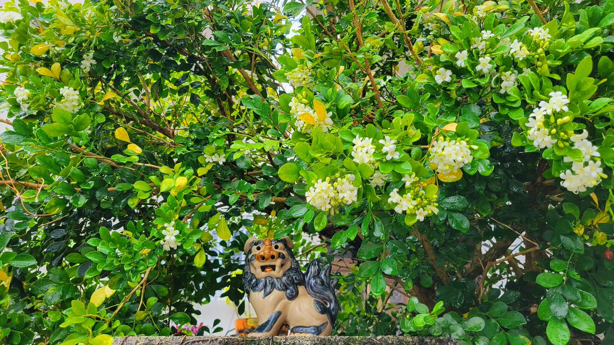 ジャスミンの花が❀.*･ﾟ
☔雨の中でも良い香り𓂃˚‧