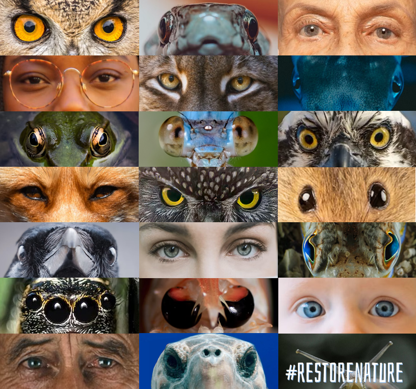 Dear Members of the European Parliament,
tomorrow all eyes will be on you.

Tomorrow, like always, decency and honesty matter!
Tomorrow, every single vote, even a single vote matters.
Please don't fall victim to the corrosive bitterness of one man.

Please vote to #RestoreNature