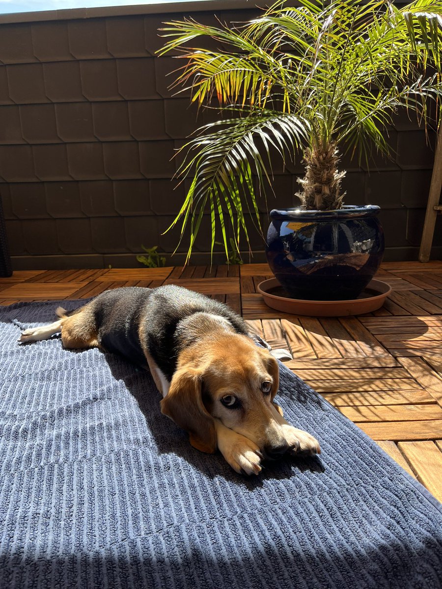 ehaffson tweet media