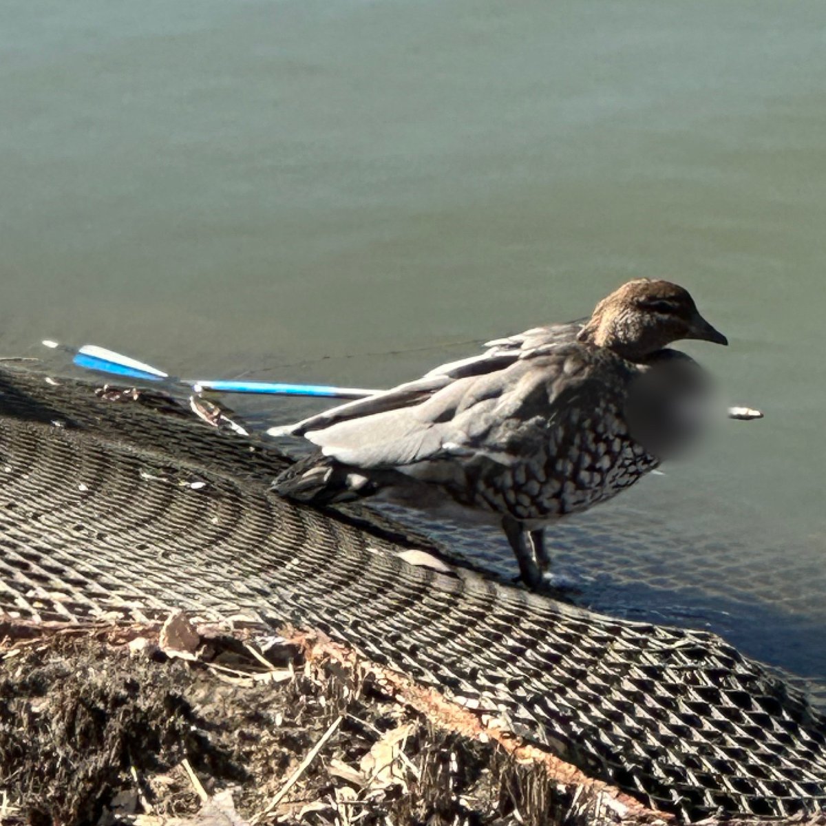 The @ConservationReg is seeking information from the public after a native wood duck was found shot with an arrow at the Mildura Marina on Saturday 10 June. crimestoppersvic.com.au/wildlife_crime… If you know anything, contact Crime Stoppers on 1800 333 000 or online at crimestoppersvic.com.au