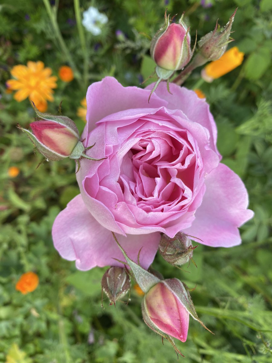 One of my favourite @DAustinRoses is #ScepterdIsle looking fabulous for #RoseWednesday