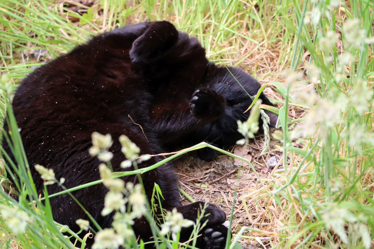 There's nothing like a lazy day in the sun! Jackie the Garden cat is soaking up all the sun and relaxation that these summer days have to offer☀️🐱

📸 Inez Streefkerk

#KylemoreAbbey #CatNap #Cats #VictorianWalledGarden