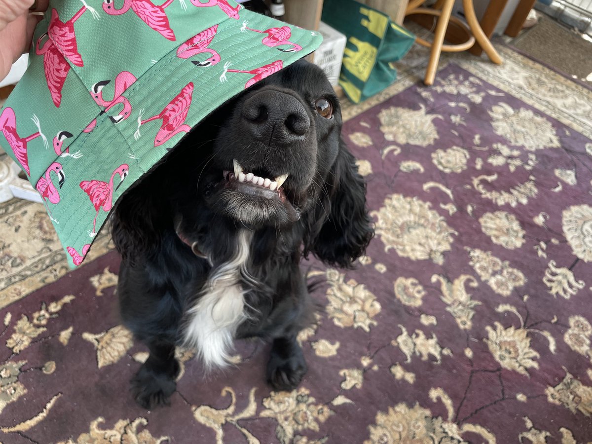 mathieson's tweet photo. Swoop canโt vote for โฆ@PaulMacPlymโฉ because he lives in Compton but he wants to send the message out to all #PetsforLabour in Efford to #GetOutTheVote tomorrow for โฆ@PlymouthLabourโฉ. https://t.co/I7AyiZBsKX