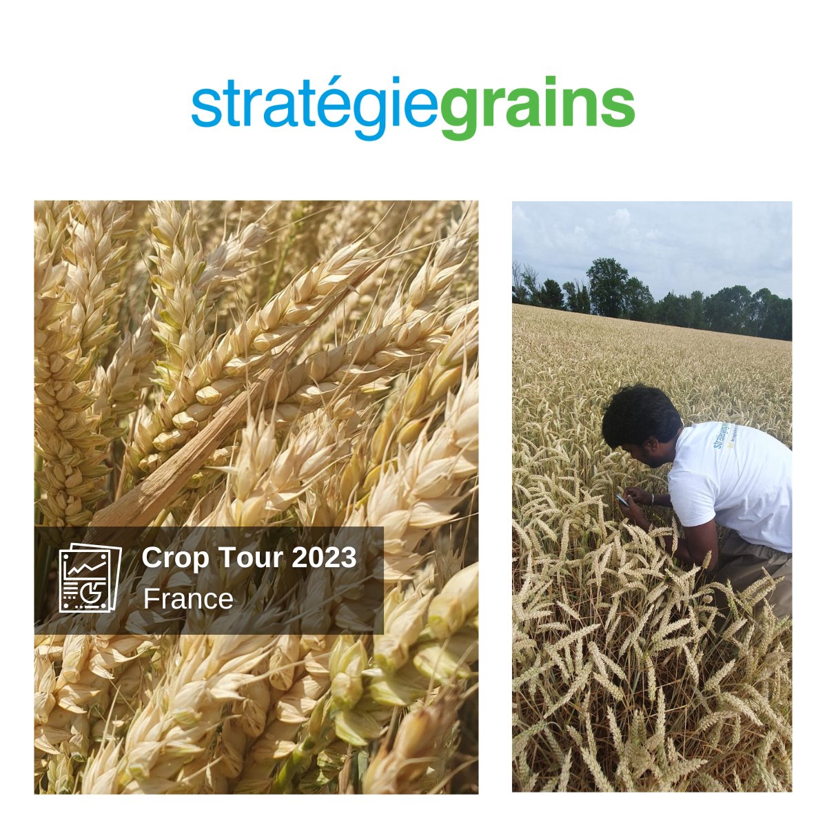 1🌾... 2🌾3...🌾The Crop Tour has started!

Strategie Grains will  count and assess soft wheat fields in France to get inside information on yield potentials, and to deliver the most accurate production forecasts to our customers. 

#Crop #Agriculture #Wheat #FrenchWheat