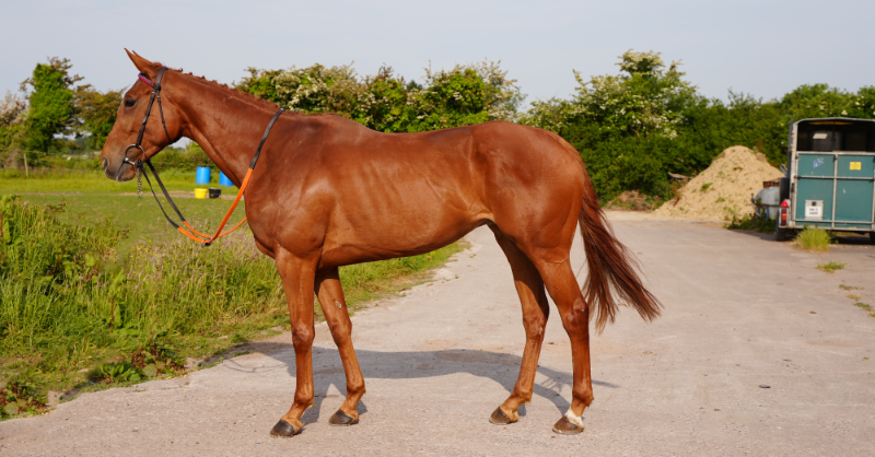 thorough_bid's tweet photo. 🐴 CASH BOOK (Lot 12)
🐴 IMPERIAL FOX (Lot 15)

Both Point-to-Point 𝐰𝐢𝐧𝐧𝐞𝐫𝐬 🥇
Both £𝟓𝐤 𝐏𝐨𝐢𝐧𝐭𝟐𝐑𝐮𝐥𝐞𝐬 𝐁𝐨𝐧𝐮𝐬 eligible 💰

#𝐉𝐮𝐧𝐞𝐒𝐚𝐥𝐞💐 | 𝐅𝐑𝐈 𝟏𝟔 𝐉𝐔𝐍