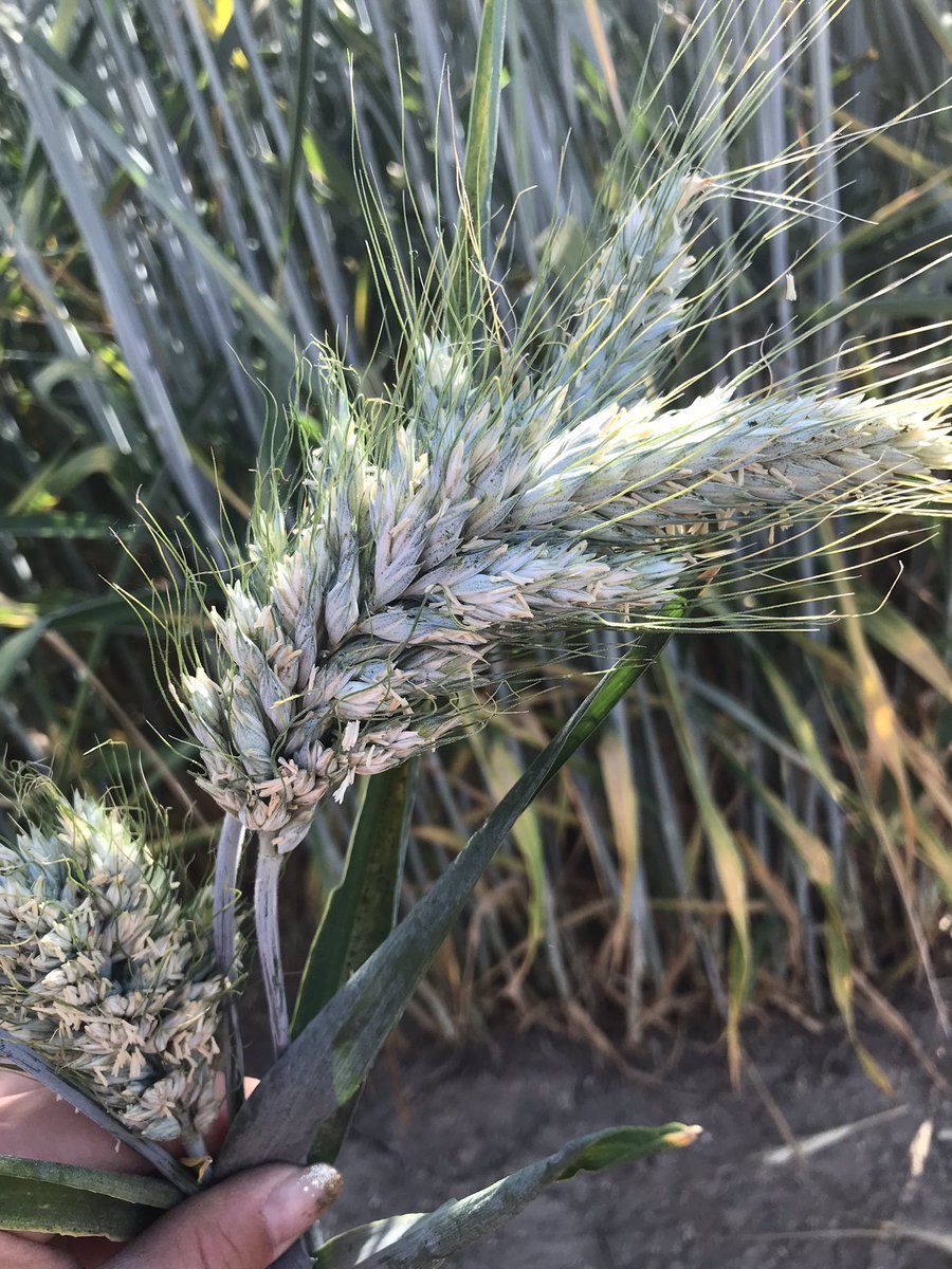 VictoireDupont6's tweet photo. Aujourd’hui on fait l’autruche !
On part à la recherche des hors-types.
Tâches du jour, retirer les plantes plus courtes dans les #triticales de @jedi_59
Un beau phénotype ! Plus courte bien sûr mais aussi plus compacte que la variété 🌱🌾 https://t.co/PEWt8A2zdp