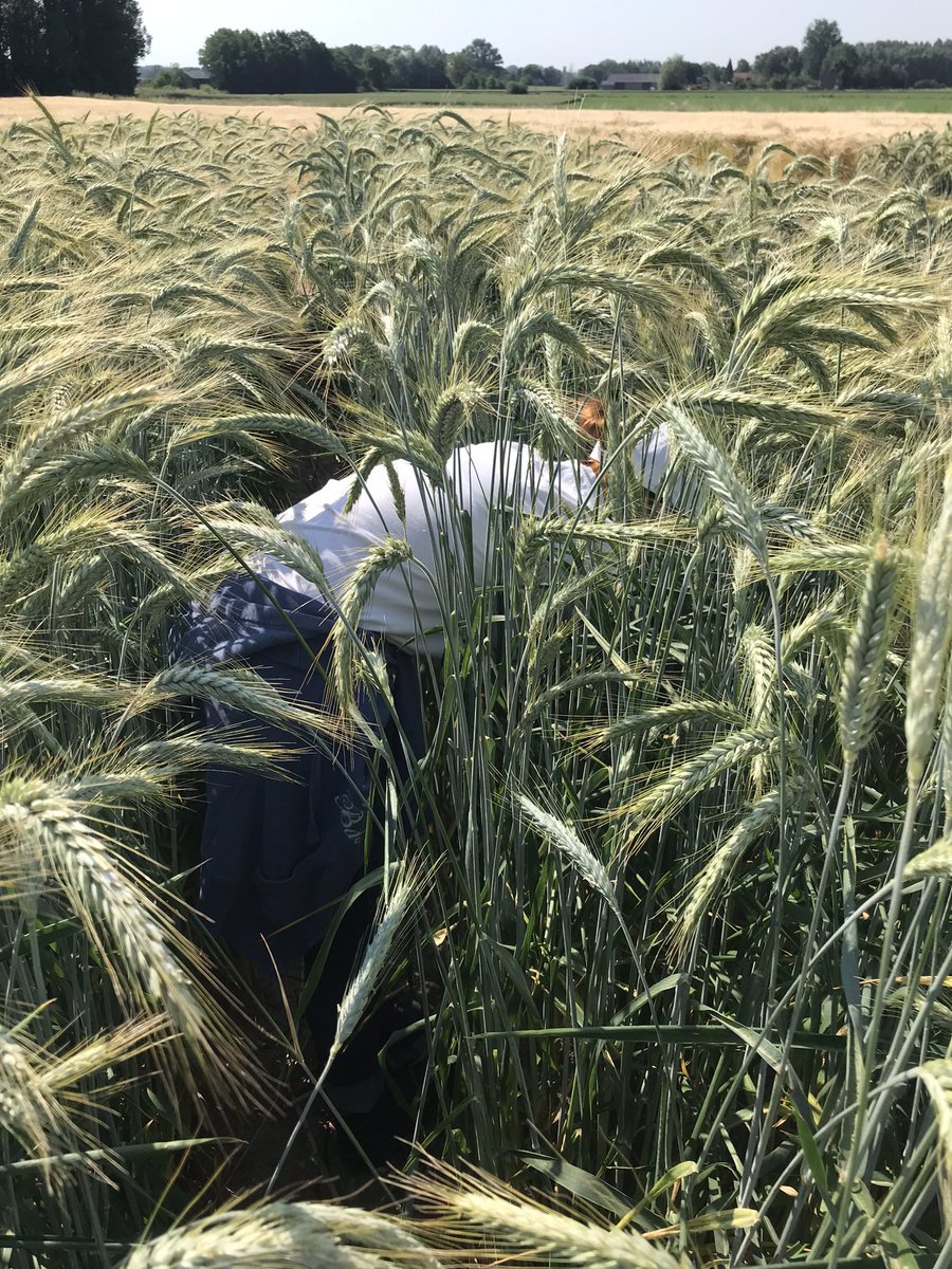 VictoireDupont6's tweet photo. Aujourd’hui on fait l’autruche !
On part à la recherche des hors-types.
Tâches du jour, retirer les plantes plus courtes dans les #triticales de @jedi_59
Un beau phénotype ! Plus courte bien sûr mais aussi plus compacte que la variété 🌱🌾 https://t.co/PEWt8A2zdp