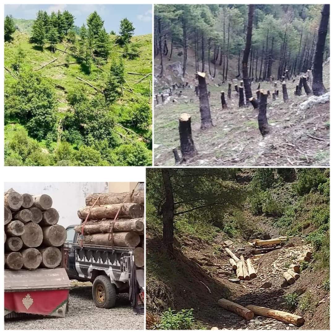 MahzalaTareen's tweet photo. The large-scale deforestation in #Tirah Valley is causing significant environmental issues and destroying the natural beauty of Wadi Tirah. Last year, our area faced floods, and cutting down trees was the main reason for this disaster.
#StopDeforestationInTirah https://t.co/QIzj3eTPJz