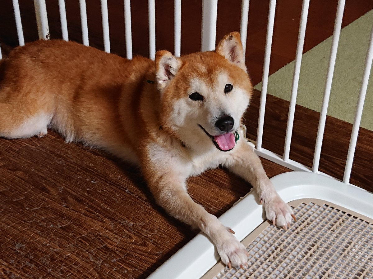 ご飯食べて、オヤツ貰って、抱っこもして満足そう😊
#柴犬 #ポチ #犬のいる生活 #日本犬 #満足 #抱っこ