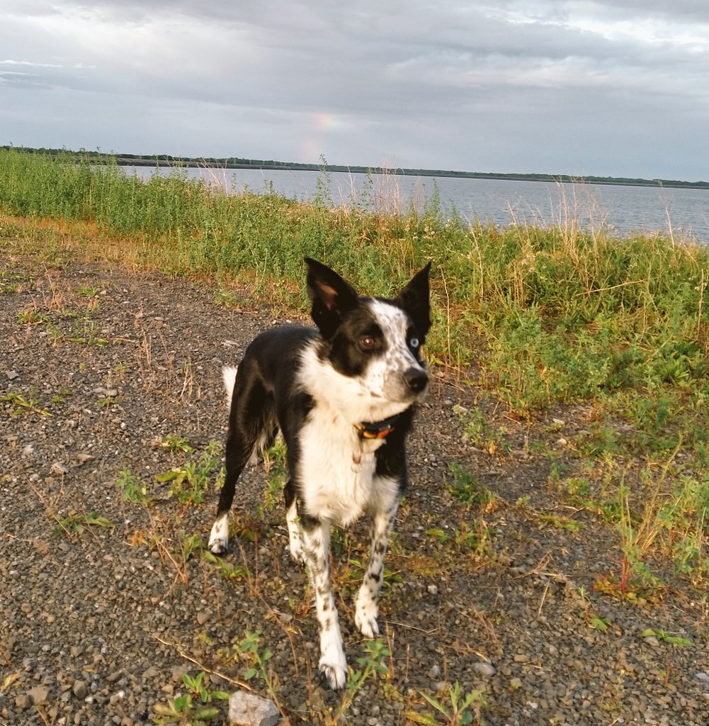 Golden hour.
Live freely and collect experiences.

#rustbeltadventures #LokiMania #bordercollie #heterochromia #NorseDogofmischief #hiking #dog #travel #tourism #ecotourism #greatlakes #niagarariver #niagaragorge