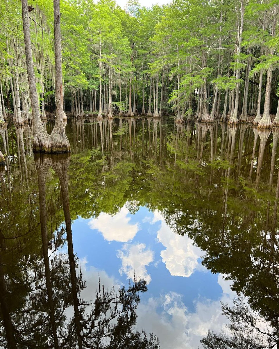 FlGuestDrctry's tweet photo. Did you know that one of the most famous #naturalsprings in the #USA is 15 minutes from downtown Tallahassee? @WakullaSprings and Lodge is a great place to cool off relax see #Florida’s natural history and wildlife, and get away for the weekend. #FGD #DLYC https://t.co/f711Kc93il