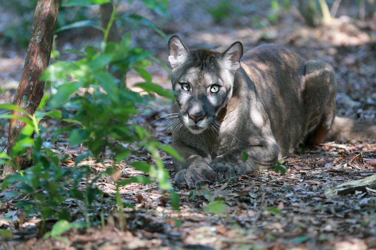 FlGuestDrctry's tweet photo. Did you know that one of the most famous #naturalsprings in the #USA is 15 minutes from downtown Tallahassee? @WakullaSprings and Lodge is a great place to cool off relax see #Florida’s natural history and wildlife, and get away for the weekend. #FGD #DLYC https://t.co/f711Kc93il