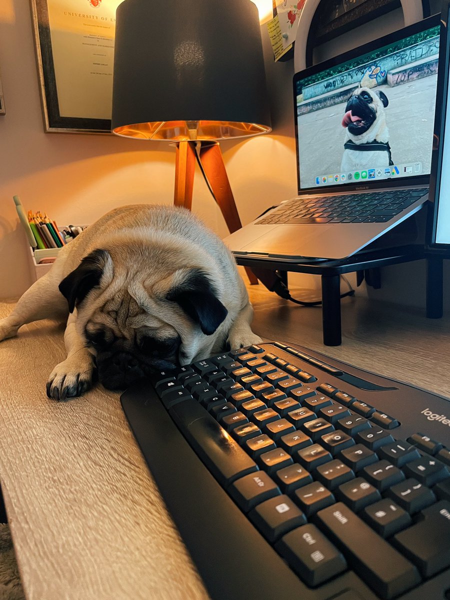 The only spot @DexterPug1 will settle down in today. 

🤷🏻‍♀️

#PPCPug #WFH #DogAtWork