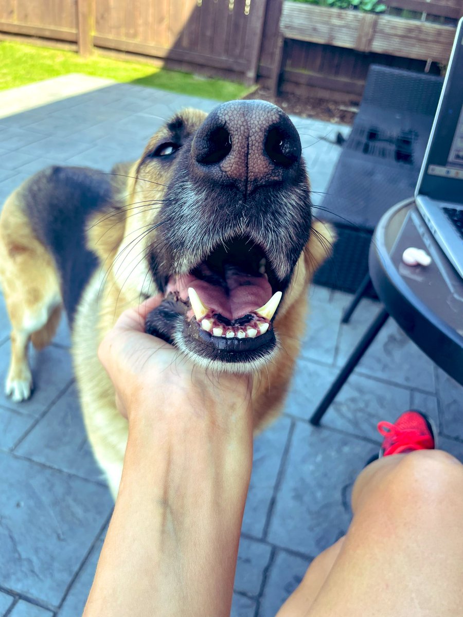 NatashaMackie27's tweet photo. Last ever uni lecture sitting outside in 22 degree heat with this happy girl 🐶 🤍 #nearlyqualified https://t.co/W97xWL8dnL