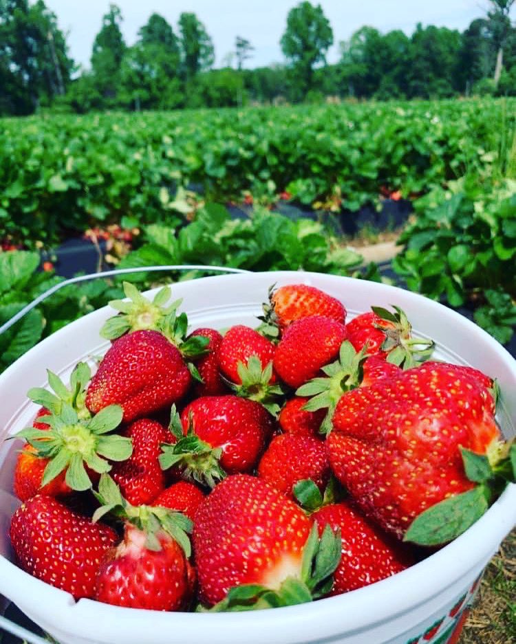 Fruit is nature’s candy🍓

Nothing beats fresh local produce! 

#HealthyEatingWeek