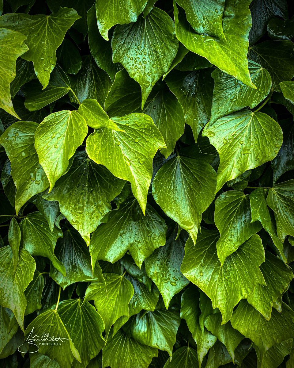 This beauty grows under my front window. 

#yorkshirephotographer  #mikebarrettphotography #multidiciplinedphotographer #landscapephotography #ukphotographer #ivy #flora