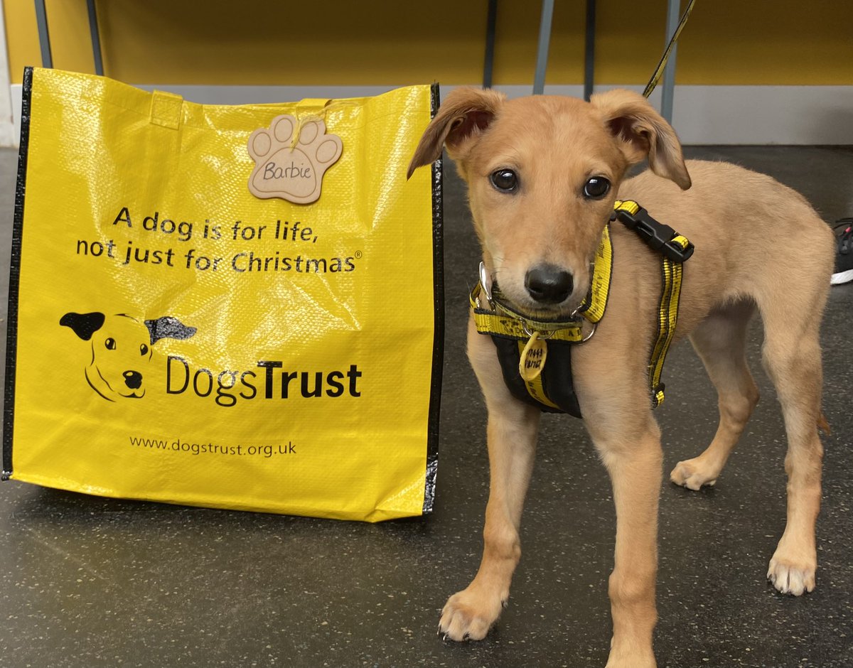 DT_WestCalder's tweet photo. Barbie 💛gave her foster carer a big hug 🤗and kiss before packing her big yellow bag! This beautiful 😍 girl can’t wait to start her new journey with a her big sister Louise 🐶the Greyhound,who was also adopted from West Calder 1 year ago! #bigyellowbagday #bagpacked @DogsTrust https://t.co/q4PeW0zfMh