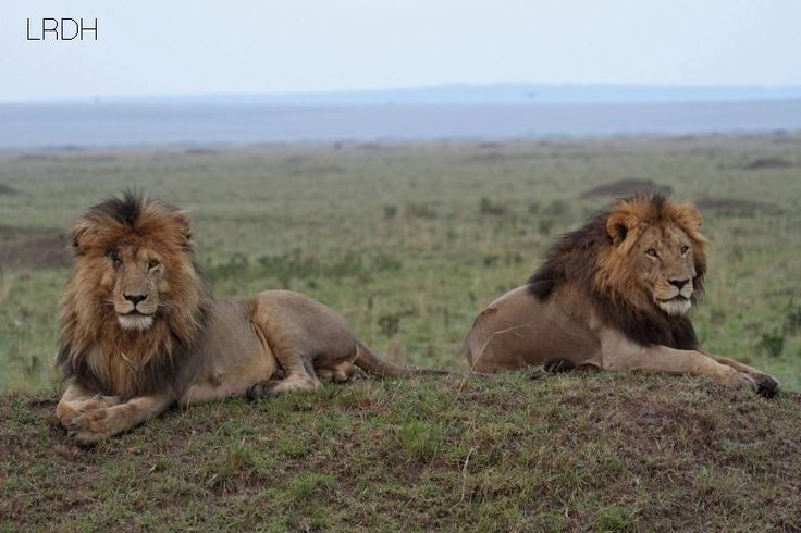 The Masai mara is a never-ending showcase, filled with gazelles and lions, hippos and topis, towers of giraffes, elephant herds, buffaloes, wildebeests, and over 450 bird species.

read more;
southsudansafaritours.com/index.php/home…

#masaimara #kenya #gamedrivesafari #gamedrive #safari #wildlife