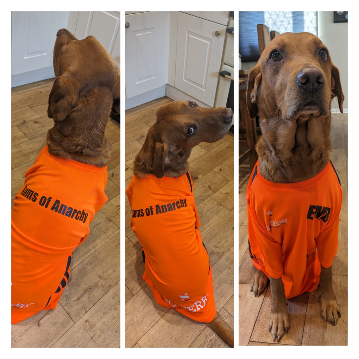 An honorary team member for our Total Warrior challenge! There's still time to sponsor us and raise vital funds for the East Yorkshire Foodbank justgiving.com/page/sowerby-c…
#Eastyorkshirefoodbank #totalwarrior #Foodpoverty
