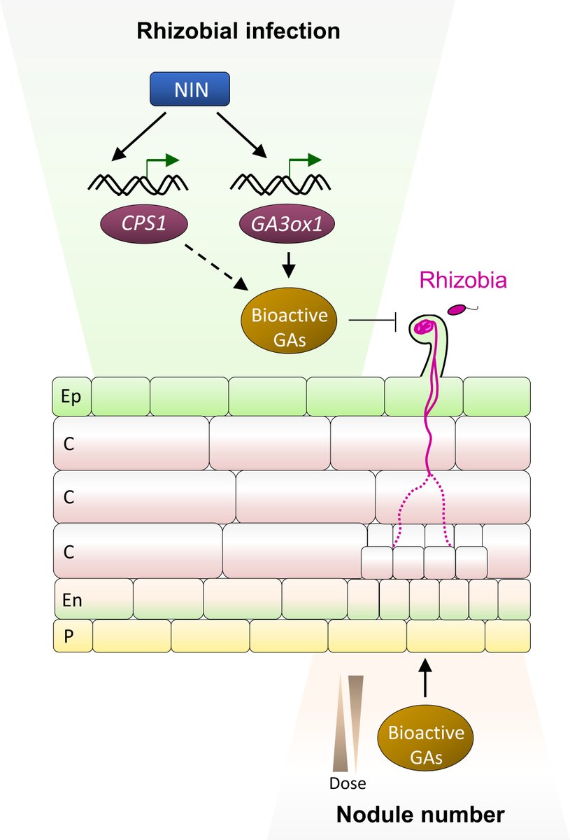 NewPhyt's tweet photo. NODULE INCEPTION: a direct regulator of gibberellin biosynthesis during symbiotic nodulation
📖 https://t.co/IPm87WlvmE

#Commentary by @CamiFFde and Florian Frugier 👆 on this Letter by Jin-Peng Gao, et al. 👇

📖 https://t.co/bbP2M7DmKL https://t.co/BIzVJdt5mM