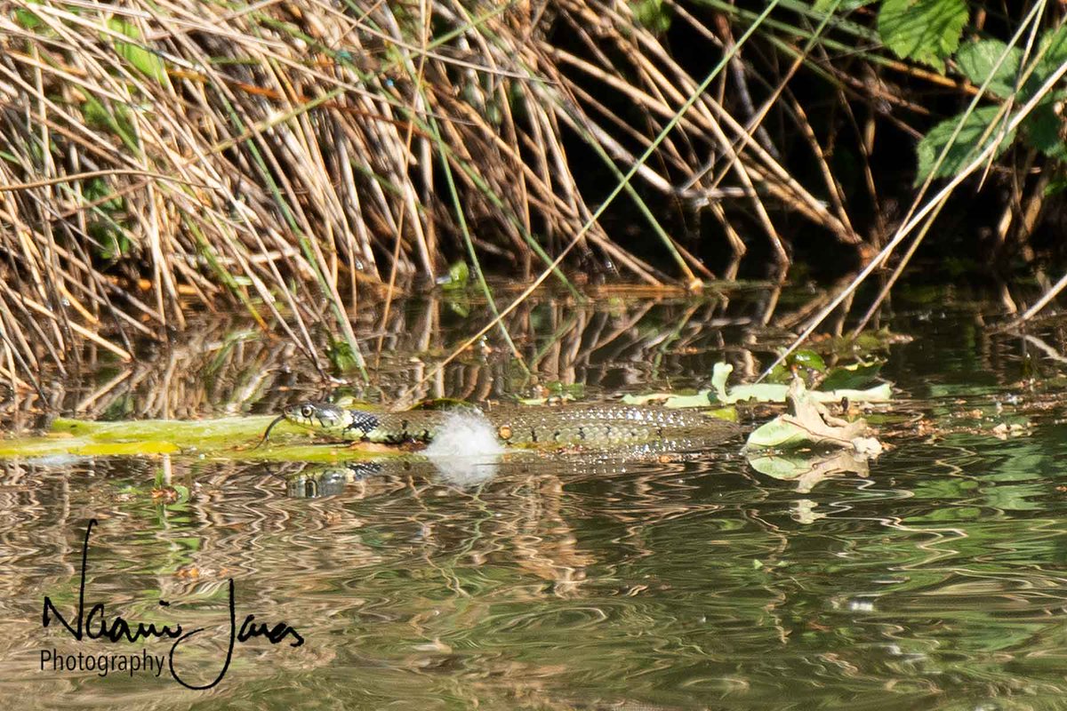 A lovely day out around the grounds of <a href="/NThardwick/">Hardwick Hall and Stainsby Mill</a> yesterday. Fabulous to see a swimming grass snake in the pools 😃 #wildlifephotography #WildlifeWednesday #springwatch #reptiles #snake #britishwildlife