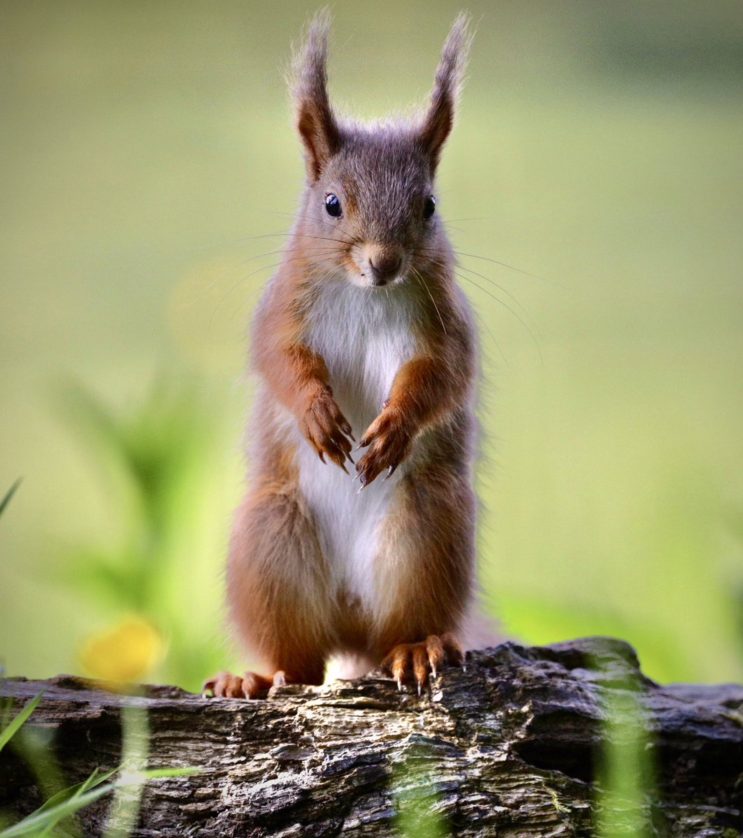 I think I might have been spotted #redsquirrel #wildlifephotography #naturephotography #econature