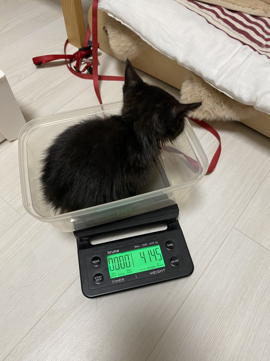 쉬는 화요일 밤 산보 나갔다 주웠다. 어디서 어떻게 지냈는지 씻어도 씻어도 모래와 이물질이 나왔다. 고양이 구조 여러번 했지만 얘가 최고 더러웠음. 
다행히 건강하고 식욕도 왕성하고 쉬야 실수 두번 후엔 화장실도 잘 간다. 엄청 순둥이 올블랙이다. 
임시 이름은 직관적으로다가 까망이.