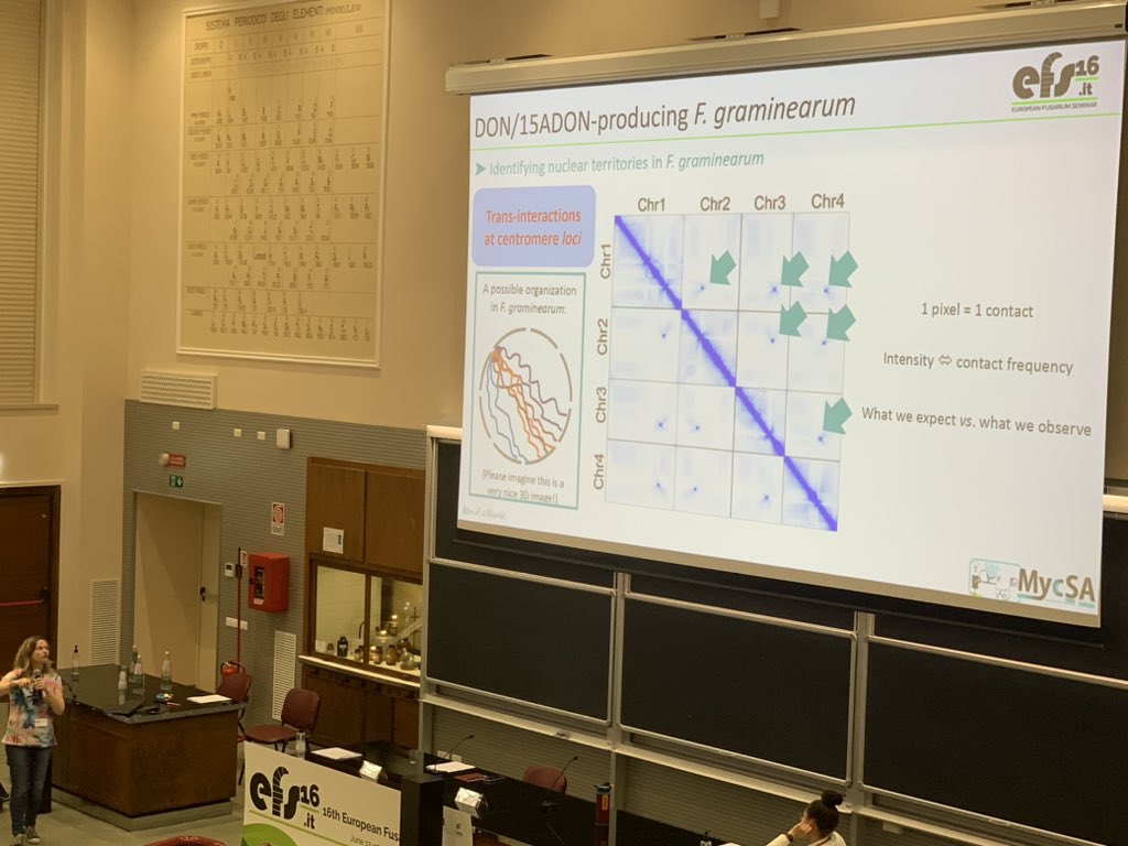 Andrea_Ca91's tweet photo. Impressive work on chromatin regulation/accessibility in F.graminarum #efs16 https://t.co/PJAEHlOrRk