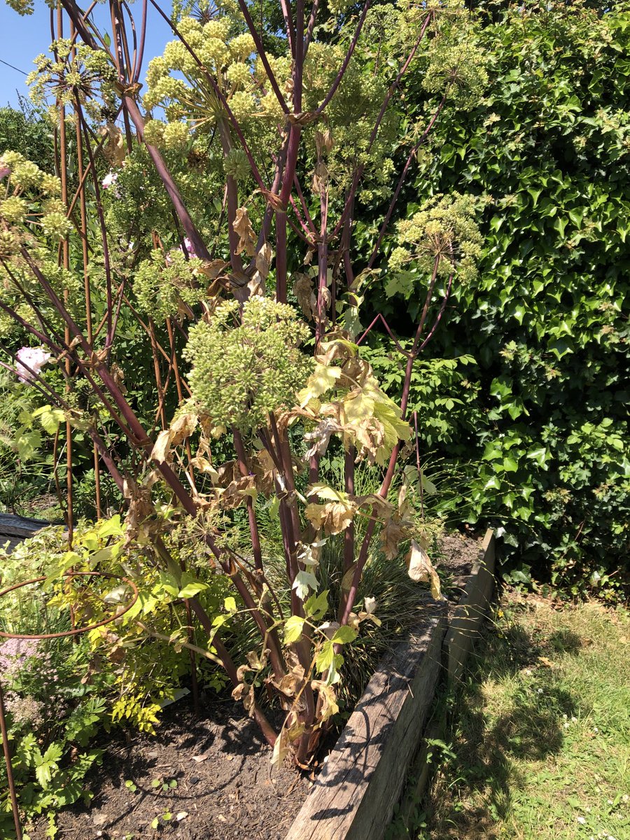 ⁦@TheMontyDon⁩ Hi I don’t know if you offer advice but if you do- when would be the best time to move my Angelica Archangelica please? I obviously didn’t do my sun/shade research! Thank you