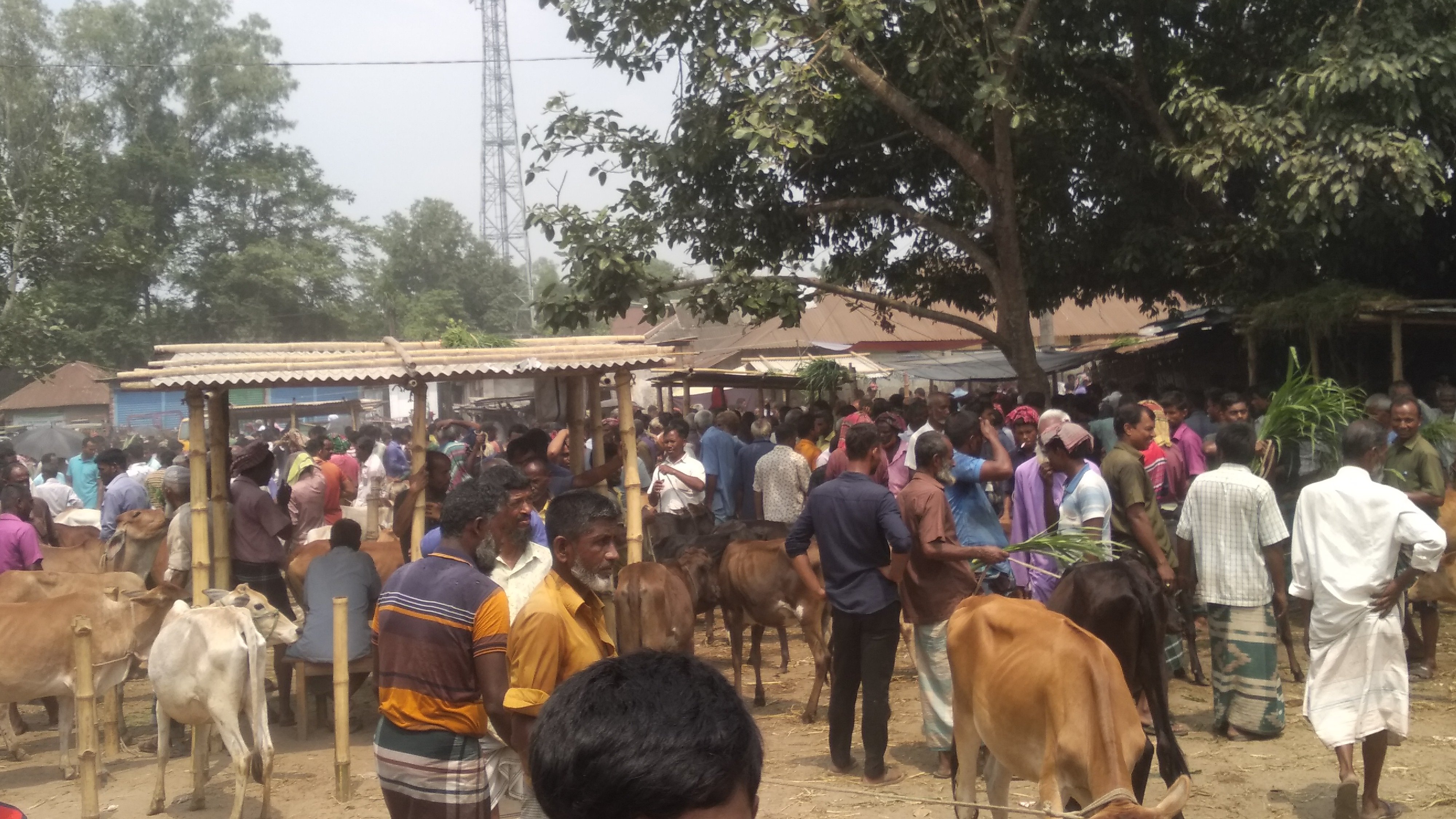 ঠাকুরগাঁও গড়েয়া পশুর হাটে ইজারাদারের ইচ্ছানুযায়ী অতিরিক্ত টোল আদায়ের অভিযোগ