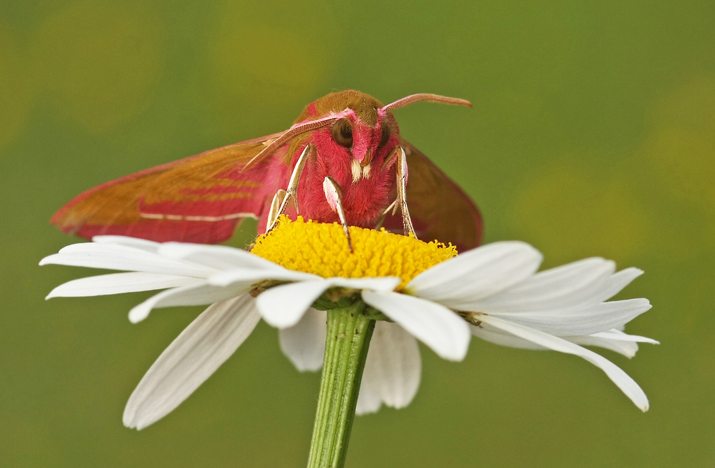 On Wednesdays, we wear pink! 💖 

Look out for the fabulous Elephant Hawk-moth this month. The name is inspired by the caterpillar's unusual resemblance to an elephant's trunk! 🐘 

Learn more about this 'Mean Moth' 👉 butrfli.es/2JbleW6

📷: Rachel Scopes
#MothsMatter