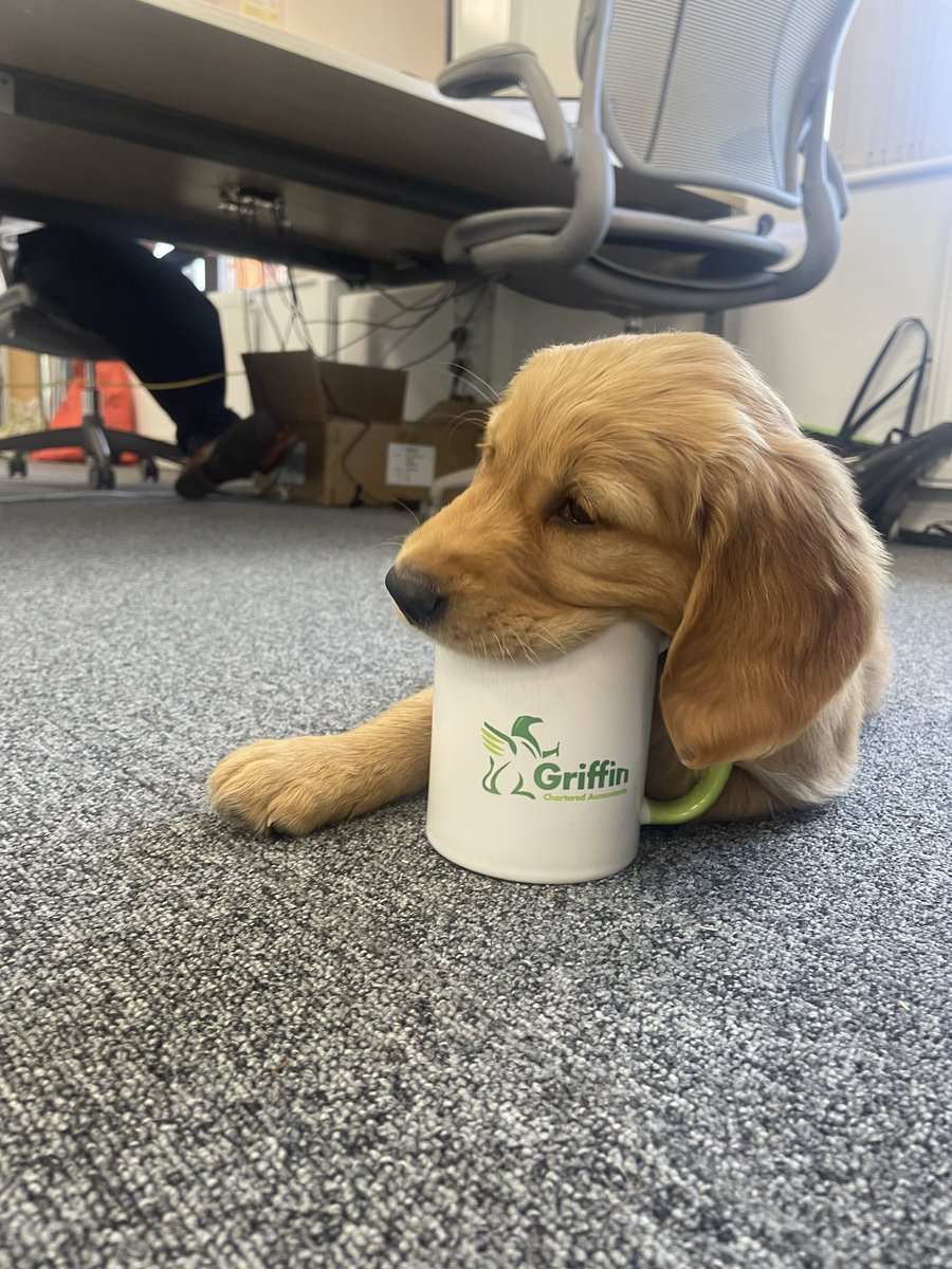 Morning All. Something to brighten up your day. Introducing our new #apprentice  that has joined #teamexeter. Please say hello to Amber who is keeping us all well hydrated in this hot weather with cups of tea. 📷
#recruitment #accounting #teamwork