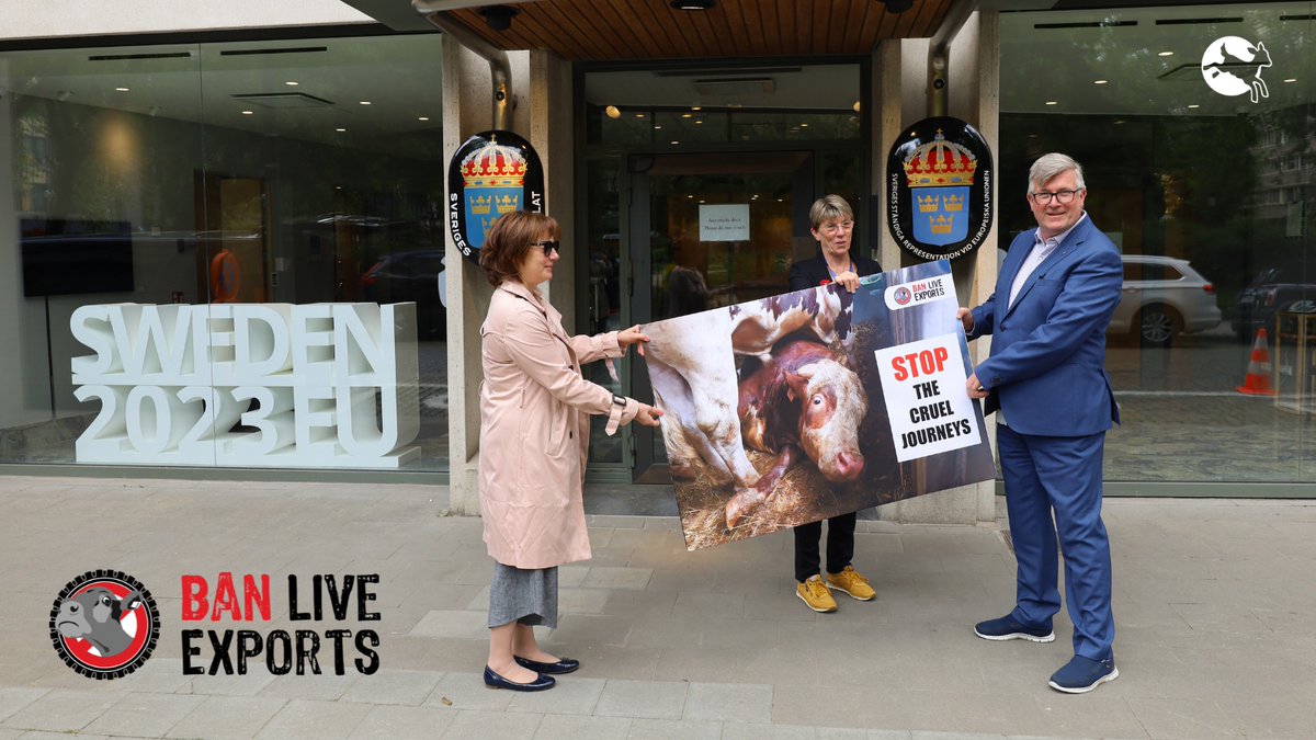 For #BanLiveExports🚫awareness day 2023, we delivered a giant postcard to the Presidency of the Council of the EU 🇸🇪, together with MEP <a href="/CarolineRooseEU/">Caroline Roose 🌍 🐟 🌻</a>.

On behalf of EU citizens, we call on the 🇪🇺 to finally put an end to this immense suffering‼️

🧵Thread ⤵️