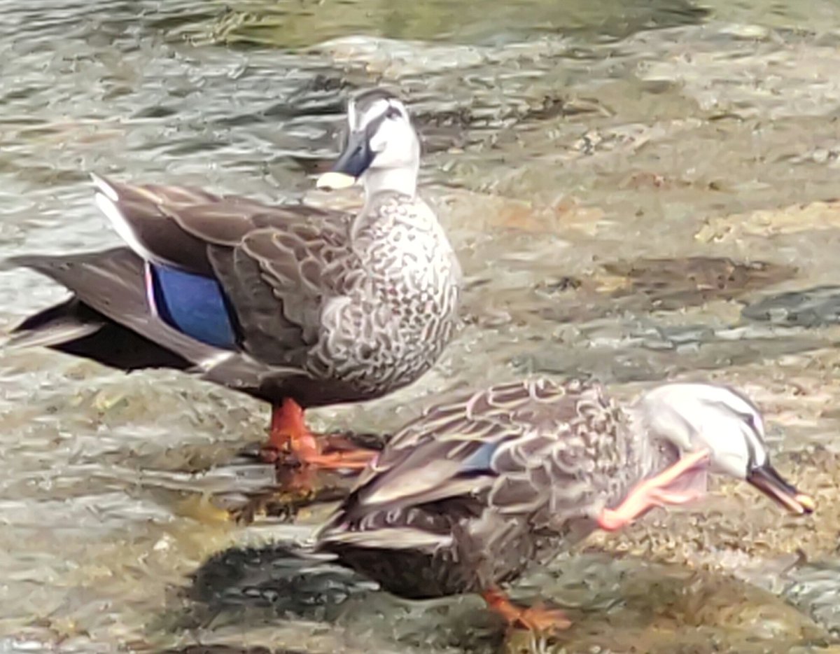 55_tnk's tweet photo. 今日は久しぶりの 都賀川散歩 😃
カモの毛づくろい🦆🦆
じっと見ていると癒やされます 🥱

#散歩 #鴨 #都賀川 #灘区 #神戸市 https://t.co/IRDoTmBFWI
