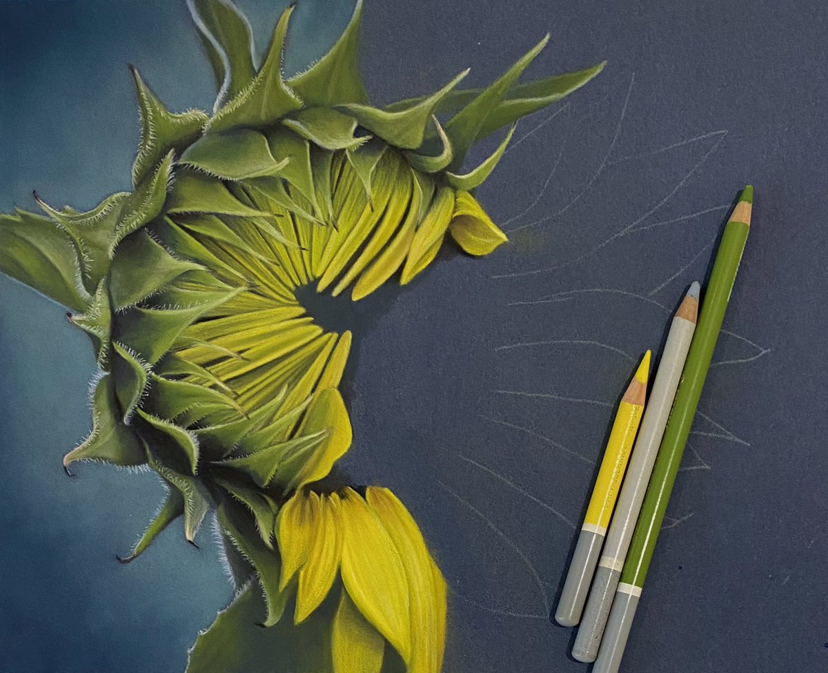 Work in progress. A bit further along on the sunflower, for those interested in the process. 🌻💛 Pastel pencils on Pastlemat.