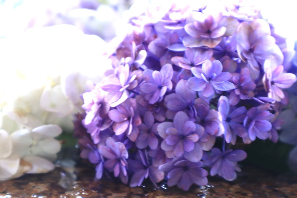 peko15mini's tweet image. 鎌倉 鶴岡八幡宮
紫陽花花手水🌸②
#紫陽花花手水
#鶴岡八幡宮
#eosm200