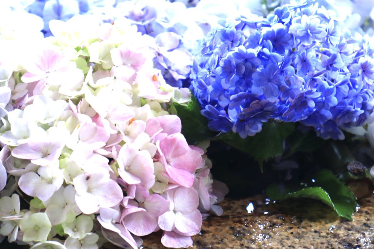 peko15mini's tweet image. 鎌倉 鶴岡八幡宮
紫陽花花手水🌸②
#紫陽花花手水
#鶴岡八幡宮
#eosm200