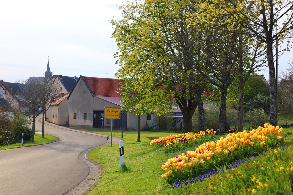 wittlichland's tweet photo. ©️Foto: Bernhard Korst
Guten Morgen aus Oberöfflingen! 🌼
#meinwittlichland #oberöfflingen #nature #landscapephotography #blumen #frühling #blumenbeet #visitrlp #rlperleben #exploreeifel https://t.co/mZfJDfM6A9