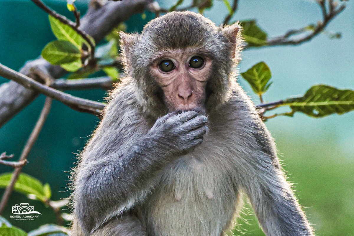 Rhesus macaque 

#photography #wildlifephotography #monkeyphotography #wildlifesanctuary #Indore #wildlife  #monkey #monkeys #naturephotography #naturephotographychallenge #wildlifephotographylove #junglesafari #animalkingdom #animalworld
@NatGeo @NatGeoIndia
@NatGeoPhotos