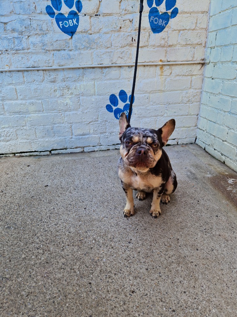 on Twitter "RT AdoptionsUk Please retweet to