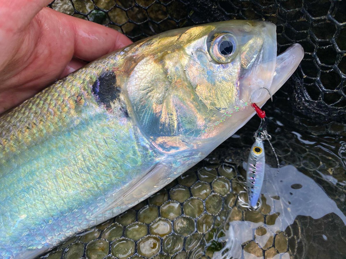 palms_global's tweet photo. Light Game Fishing with Miniature Dax in Italy 🇮🇹
Lure: Miniature Dax 10g Shirasu color(MG-165)
#palms #palmsfishing #lightgame #lightgamefishing #bitarts #sparide #fishingitaly #italyfishing #fishingitalia #italiafishing #bluespringsitaly @bluespringsitaly @palms_japan @palms_global