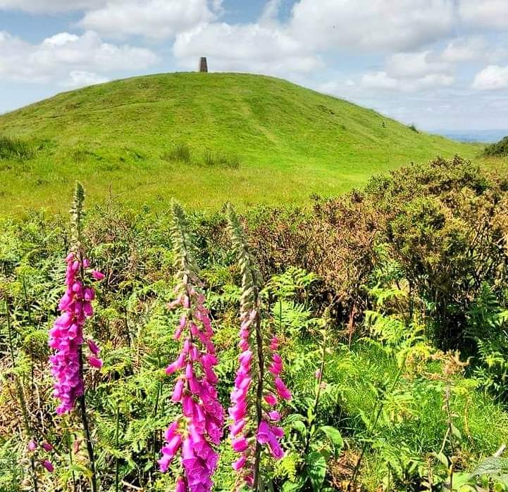 Summer days; a walk up The Garth, near Pentyrch, Cardiff, to see the foxgloves.